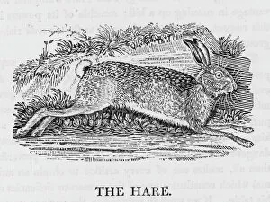 Hare Gallery: Hare (Bewick)