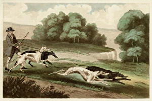 Hare Gallery: Hare coursing