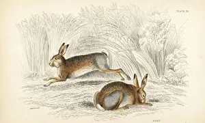 Lepus Prints: Hare, Lepus timidus