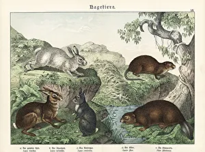 Hare, rabbit, beaver and muskrat