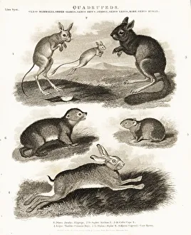 Rodent Prints: Hare, springhare, jerboa and hyrax species
