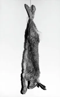 Hind Prints: HARE STRUNG UP