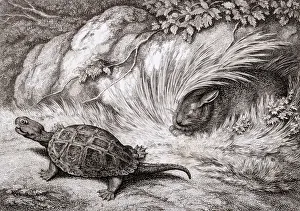 Fables Gallery: HARE AND TORTOISE