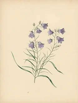 Clarissa Prints: Harebell, Campanula rotundifolia