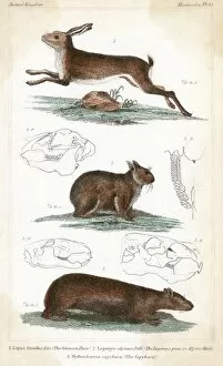 Leaping Gallery: HARES / 3 TYPES C1830