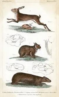 Hares Prints: HARES / 3 TYPES C1830