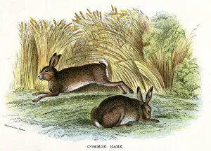 Images Dated 2nd June 2020: HARES / COMMON 19C
