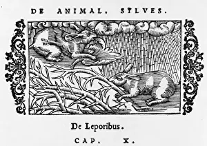Hares Prints: Hares Eating Leaves