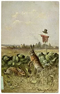 Images Dated 2nd June 2020: Two hares in a field of cabbage