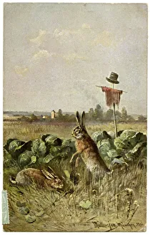 Images Dated 2nd June 2020: Two hares in a field of cabbage