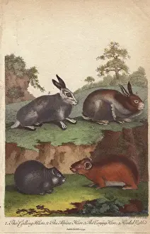 Lepus Prints: Hares and hooded rabbit, Oryctolagus cuniculus