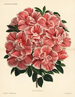 Azalea Gallery: Harlequin azalea hybrid, Rhododendron indica