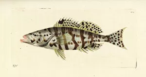 Variegated Gallery: Harlequin bass, Serranus tigrinus