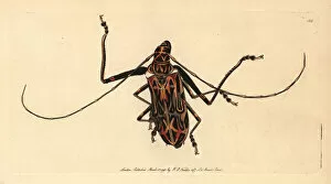Acrocinus Gallery: Harlequin beetle, Acrocinus longimanus