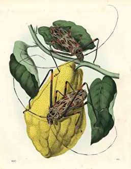 Harlequin beetle, Acrocinus longimanus