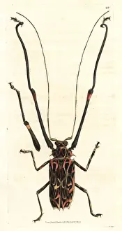 Harlequin beetle, Acrocinus longimanus