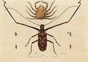 Maja Collection: Harlequin beetle and European spider crab