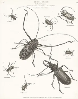 Enlightenment Prints: Harlequin beetle, long-horn beetle, etc