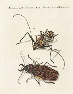 Harlequin beetle and vulnerable sabertooth longhorn beetle
