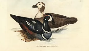 Anas Collection: Harlequin duck, Histrionicus histrionicus