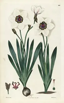Elegans Prints: Harlequin flower, Sparaxis elegans