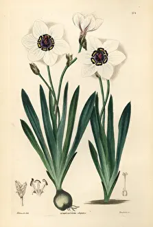 Harlequin flower, Sparaxis elegans