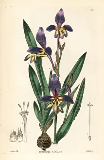 Variegated Gallery: Harlequin flower, Sparaxis variegata