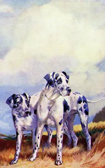 Harlequin Prints: Harlequin Great Danes