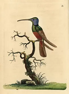 Naturalist Gallery: Harlequin hummingbird, Trochilus multicolor