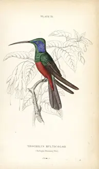 Harlequin hummingbird, Trochilus multicolor