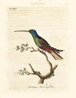 Harlequin hummingbird, Trochilus multicolor
