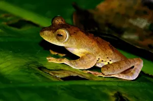 Forests Prints: A Harlequin Tree Frog on a leaf of a ginger-plant