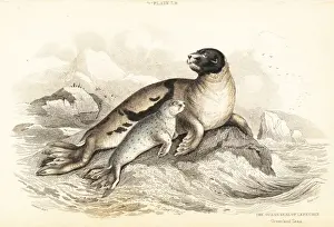 Harp seal, Pagophilus groenlandicus