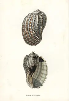 Conchology Prints: Harpa crenata shell
