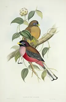 Harpactes ardens, Philippine trogon