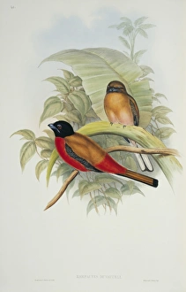 Elizabeth Gould Gallery: Harpactes duvaucelii, scarlet-rumped trogon