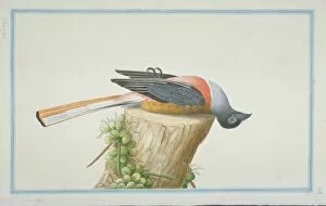 Malabar Collection: Harpactes fasciatus, Malabar trogon