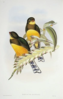 Elizabeth Gould Gallery: Harpactes reinwardtii mackloti, red-billed trogon