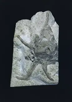 Harpagodes wrightii, gastropod