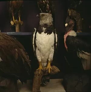 Accipitriformes Collection: Harpia harpyja, harpy eagle