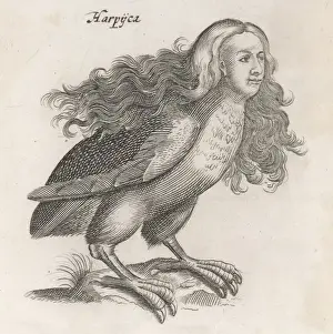 1650 Prints: Harpies / Johnstone