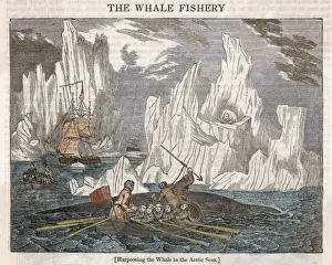 Harpooning Whales / Arctic