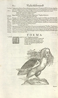 Aldrovandi Gallery: Harpy from Aldrovandis Opera