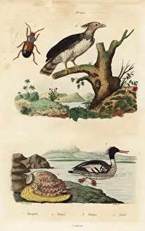 Guerin Meneville Collection: Harpy eagle, Brazilian merganser, Harpalus