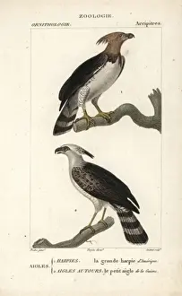 Harpy eagle, Harpia harpyja, and crested eagle