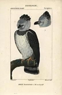 Harpy eagle, Harpia harpyja, with head in profile