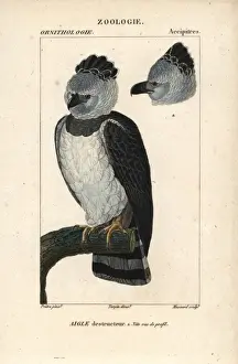 Croix Prints: Harpy eagle, Harpia harpyja, with head in profile