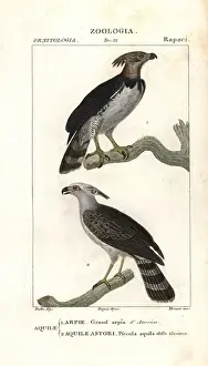 Harpy eagle, Harpia harpyja (near threatened)