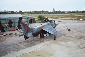 Harrier at Belize