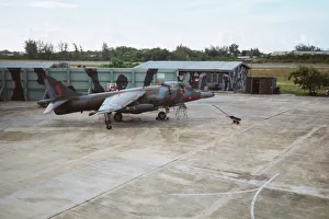 Images Dated 16th July 2019: Harrier at Belize